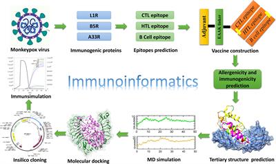 Immunoinformatic-based design of immune-boosting multiepitope subunit vaccines against <mark class="highlighted">monkeypox</mark> virus and validation through molecular dynamics and immune simulation